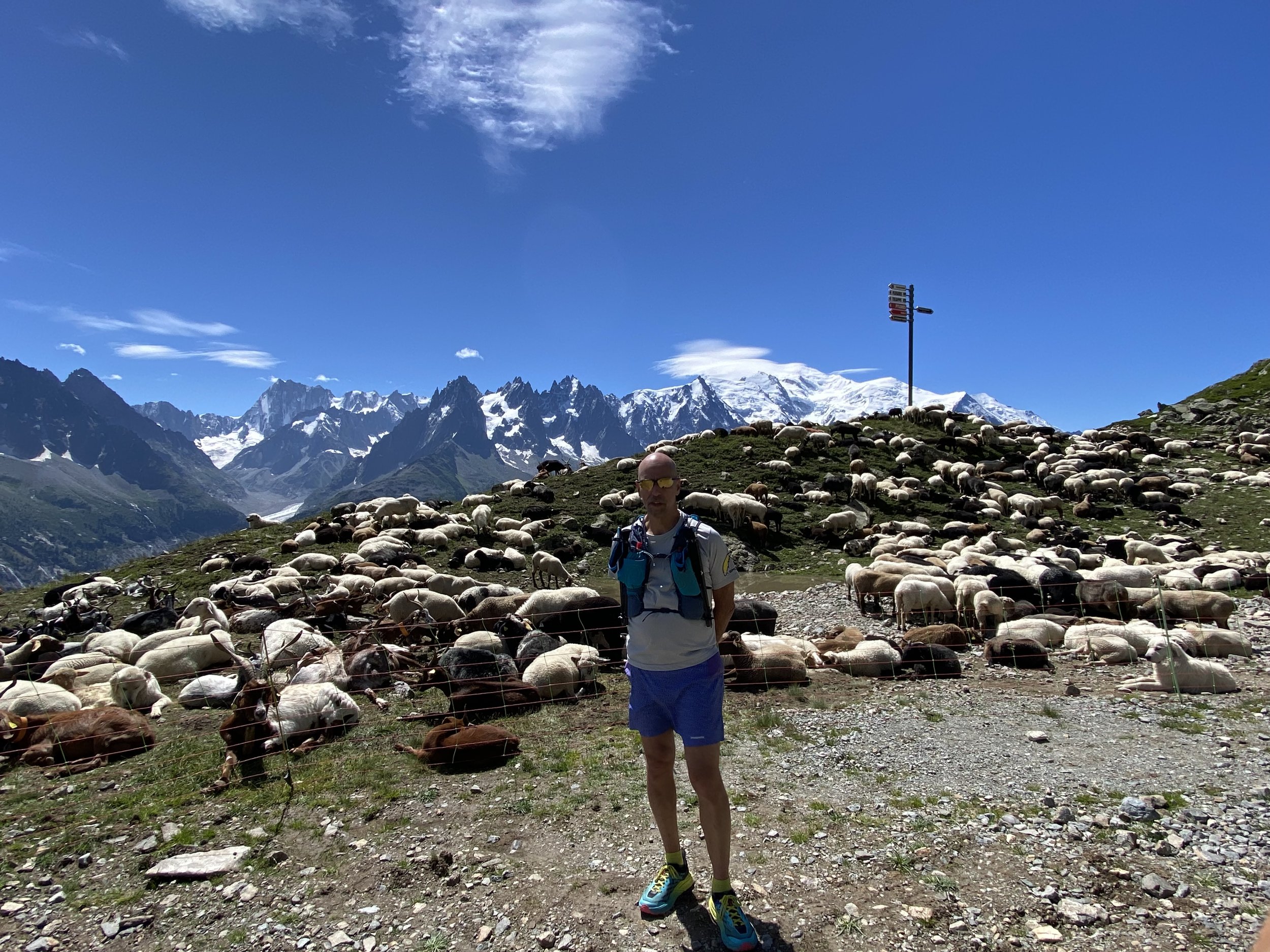 ChamonixSheep.jpg
