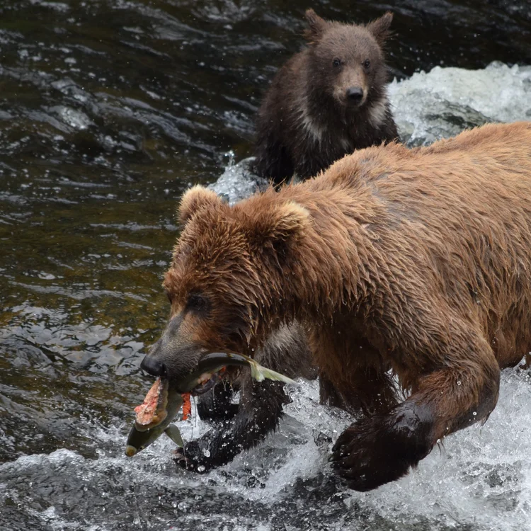 Alaska Fly-Fishing CME Adventure