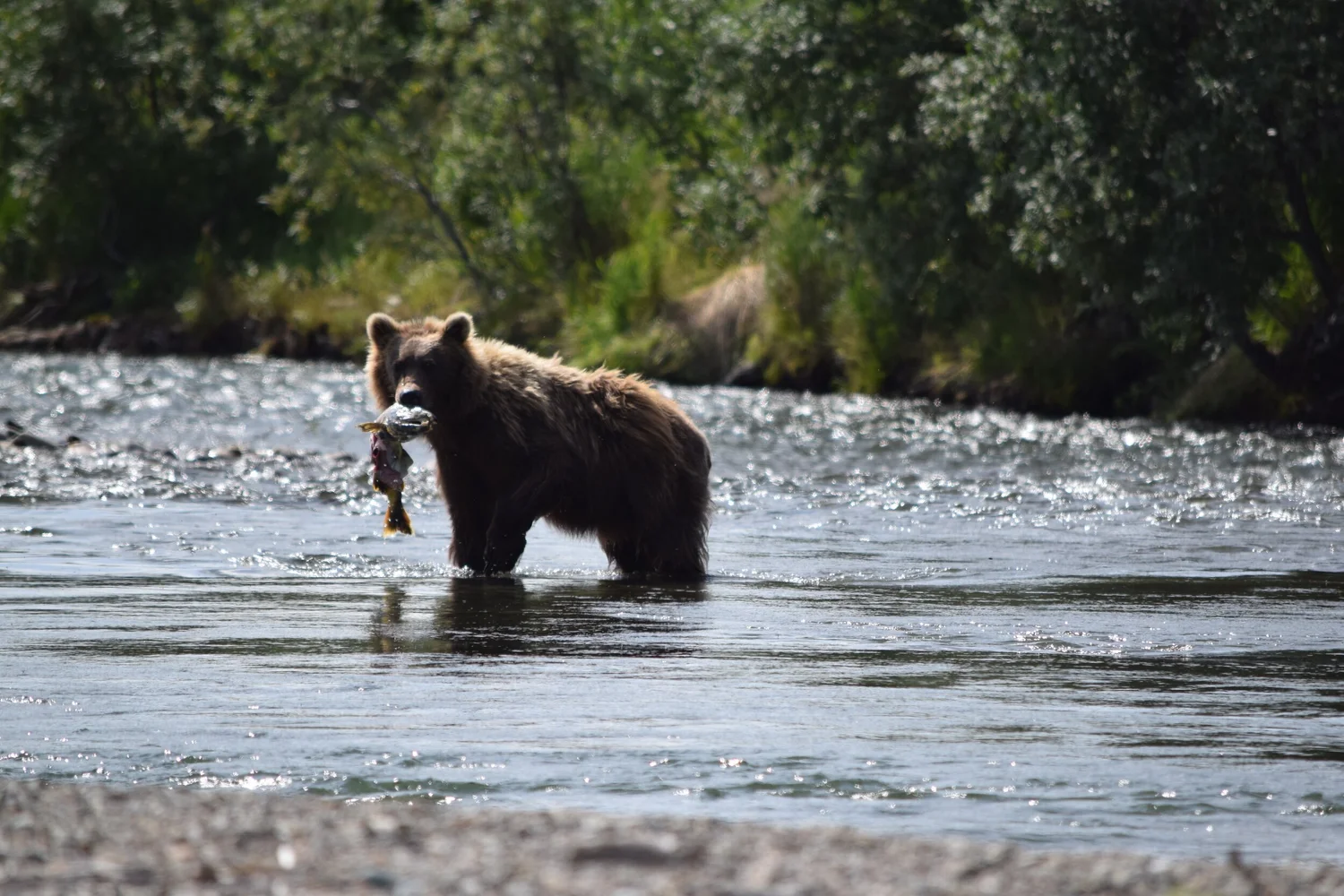 Alaska Fly-Fishing CME Adventure · Photo 9