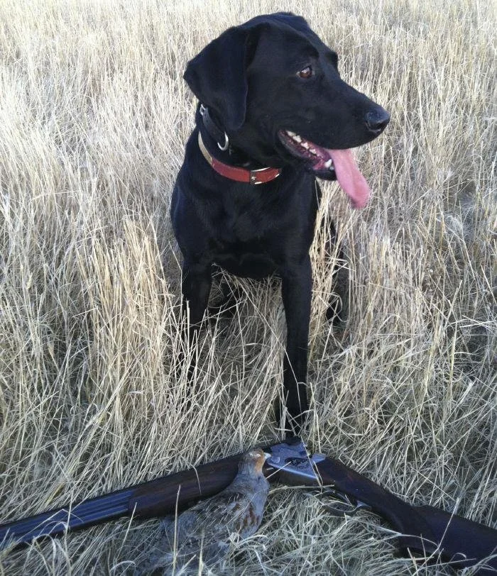 Canadian Waterfowl Hunting CME