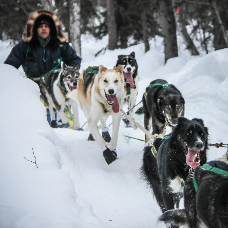 Alaska Iditarod & Ski CME