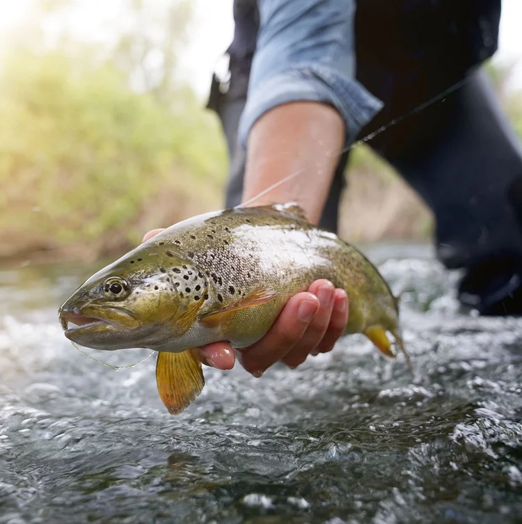 Montana Fly-Fishing CME